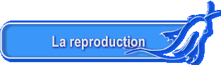 La reproduction