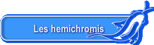 Les hemichromis