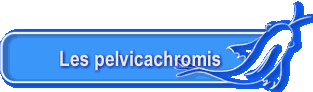 Les pelvicachromis