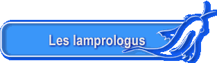 Les lamprologus