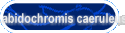 Labidochromis caeruleus