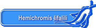 Hemichromis lifalili
