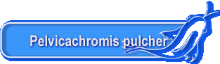 Pelvicachromis pulcher
