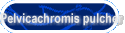 Pelvicachromis pulcher